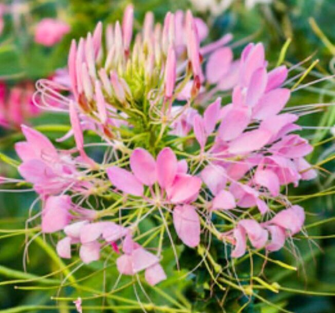 Pflanzen & Samen: 50 Samen Seltene Spinnenblume ROSE QUEEN – Neu und originalverpackt aus Rovio von POSITIFFARTandPLANTS 3