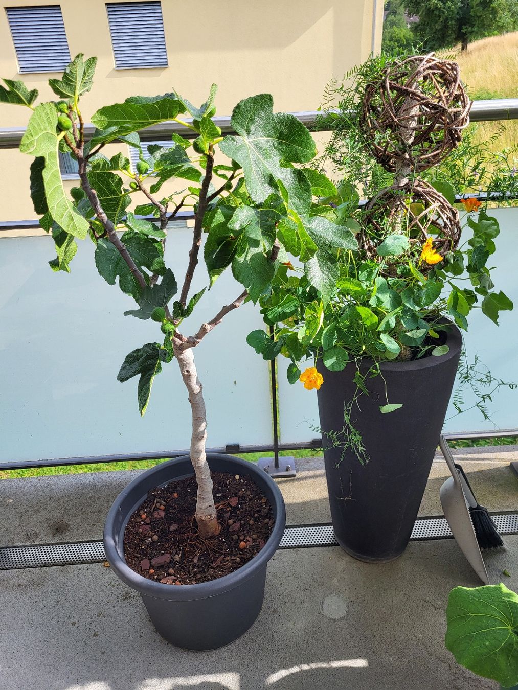 Plantes & graines: Feigenbaum mit Fruechten im Topf gute Pflege – D'occasion à Zürich par Lizi7 4