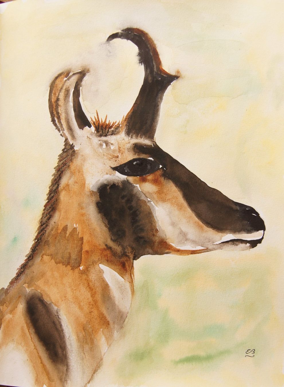 Dipinti: Zeichenbuch mit Tier Aquarellen – Usato da Fribourg venduto da erw_68dx 3
