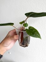 Anthurium Mr. Worldwide X Zara × (Michelle × Zara) #5