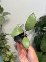 Hoya erythrostemma silver 🦄✨