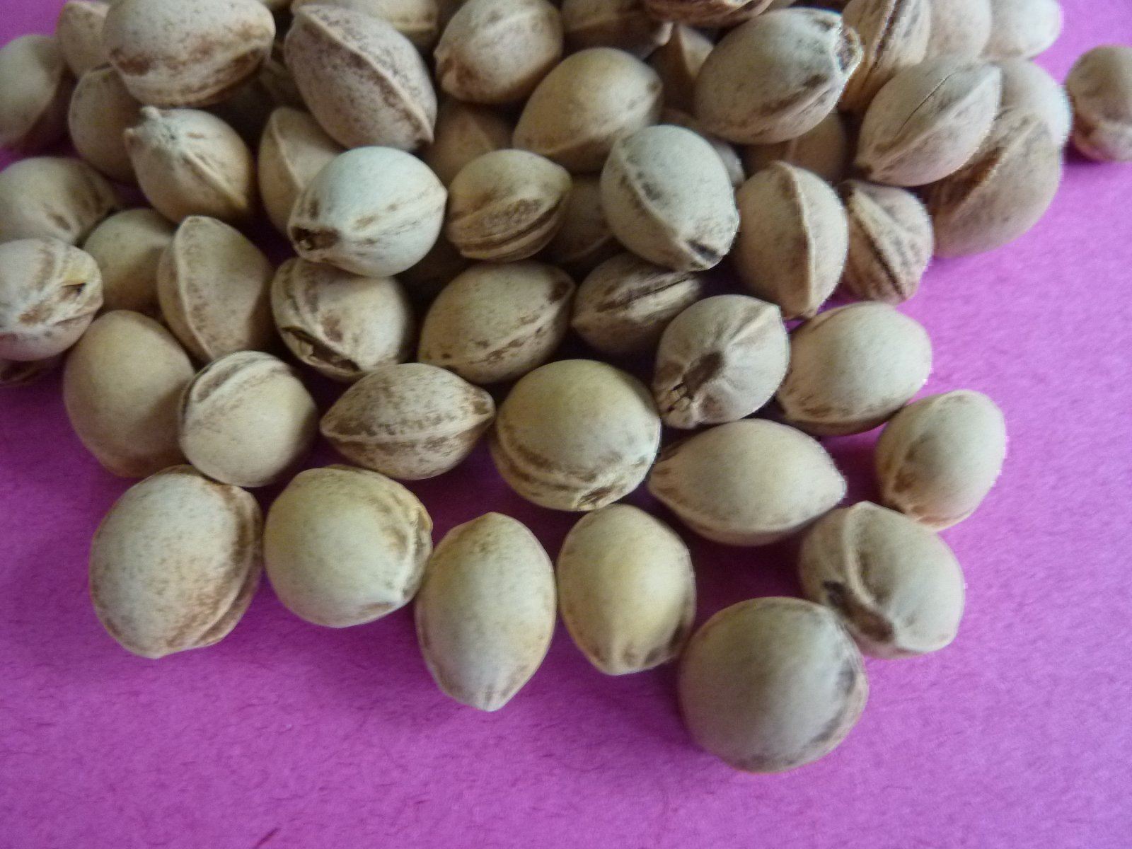 Cuscini: 2kg Chriesistei Kirschkerne Kirschensteine – Nuovo e nell'imballaggio originale da Lömmenschwil venduto da ritalin01 1