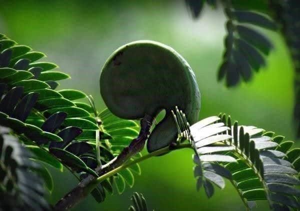 Piante & sementi: Oreille Cafre de Singe - Enterolobium 5g – Nuovo (secondo la descrizione) da Bremblens venduto da FIBONACCI369 1