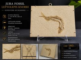 Jurazeitliches Fischfossil –  Tharsis dubius– Eichstätt
