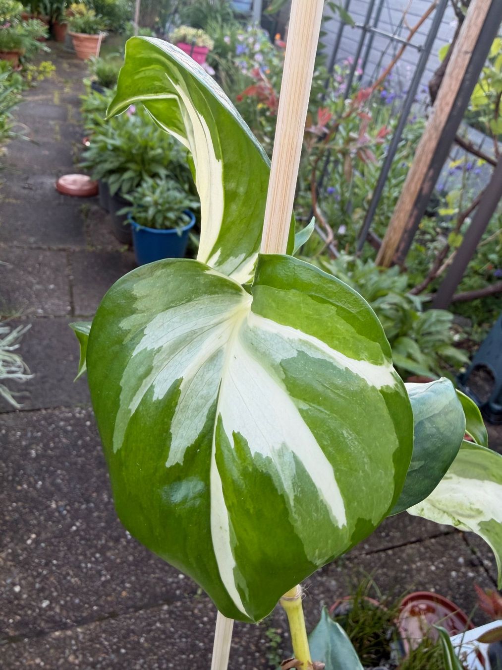 Piante & sementi: Efeutute Epipremnum Manjula - Happy Leaf, gr. Pflanze – Nuovo (secondo la descrizione) da Winterthur venduto da Aniger 5