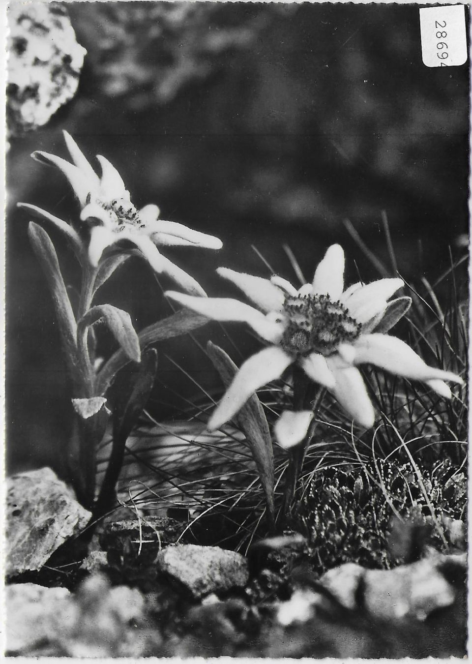 Cartes postales: Edelweiss – D'occasion à Ettingen par Kartenplanet