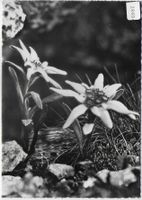 Edelweiss
