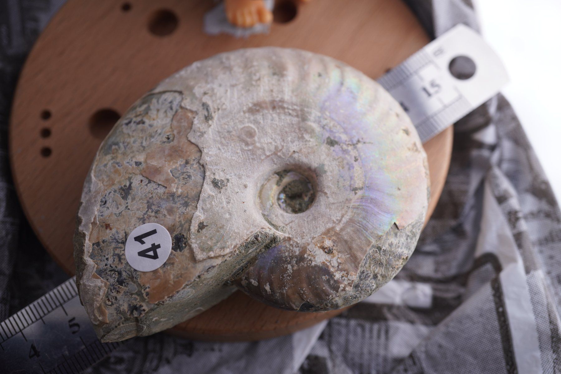 Mineralien & Heilsteine: Ammonit  Opalisiert   Wunderschön  ca  75mm – Neu und originalverpackt aus Eschenbach SG von topstone 2