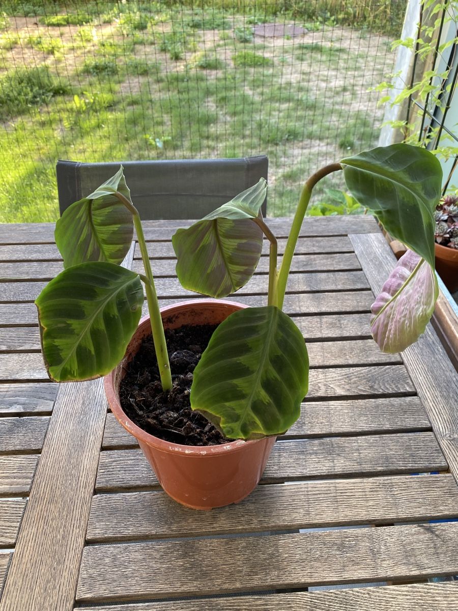 Pflanzen & Samen: Calathea warscewiczii – Gebraucht aus Alchenflüh von smart- 1