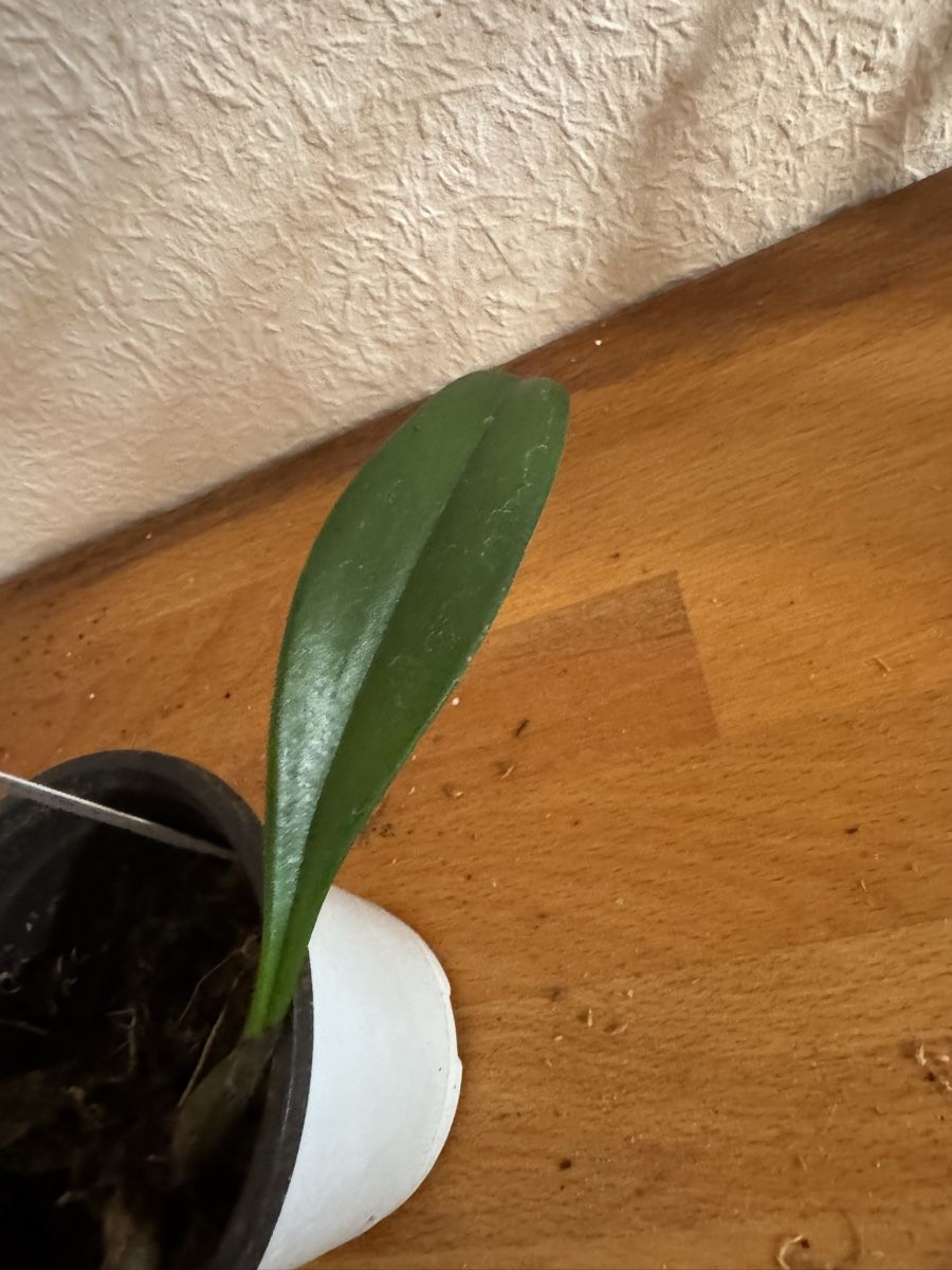 Pflanzen & Samen: Bulbophyllum medusae – Gebraucht aus Männedorf von mrclst 1