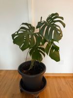 Zimmerpflanze Monstera deliciosa ca. 90 cm hoch