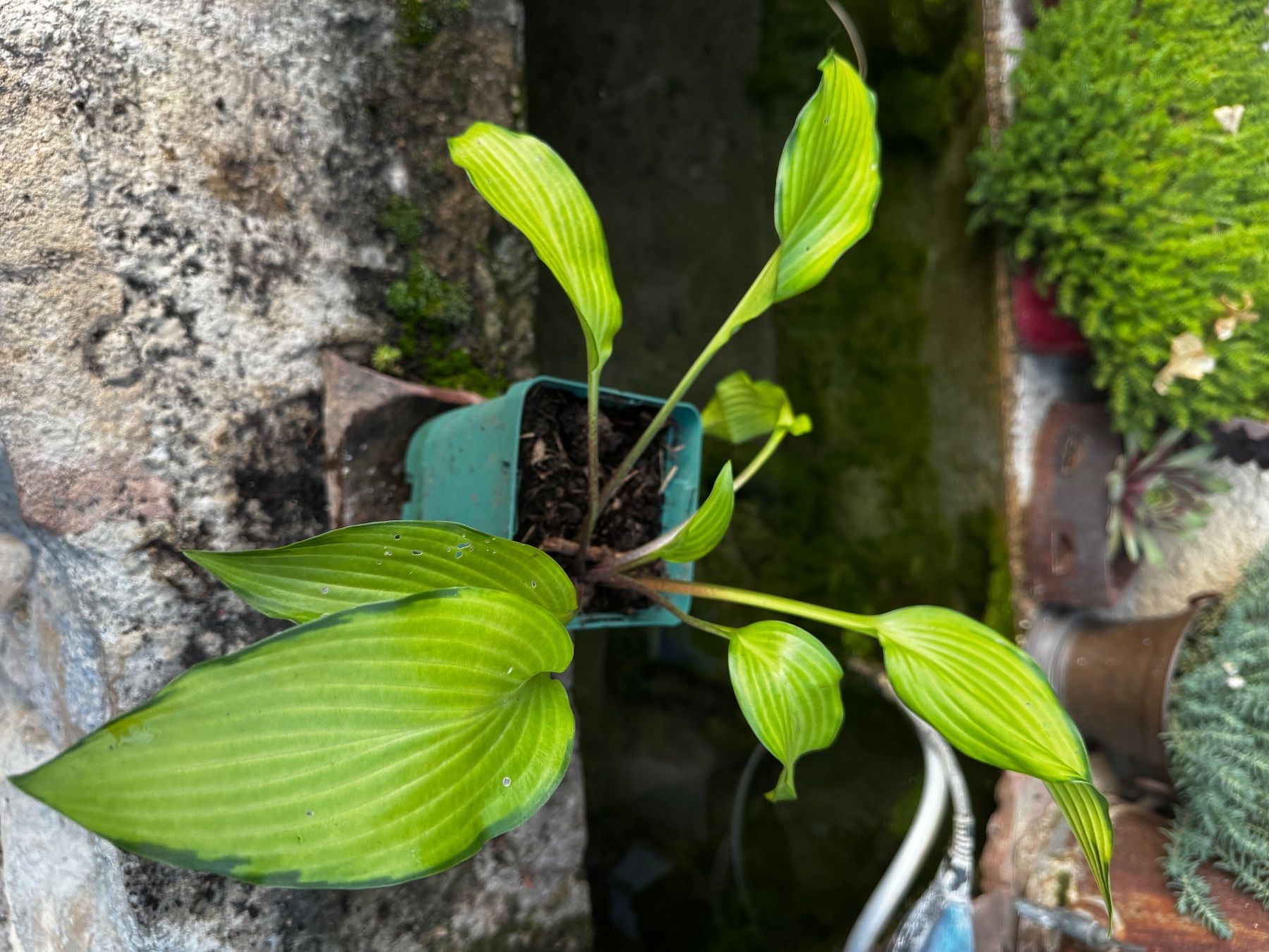Pflanzen & Samen: Hosta Paradise Tritone – Gebraucht aus Lajoux JU von Briard0 1
