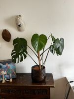 Schöne Monstera