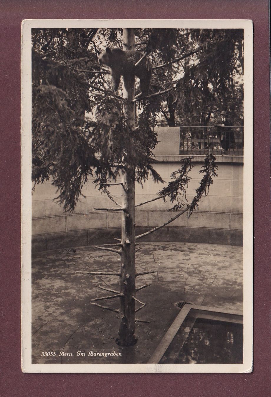Cartoline postali: BERN - Bärengraben – Usato da Pully venduto da nicecards
