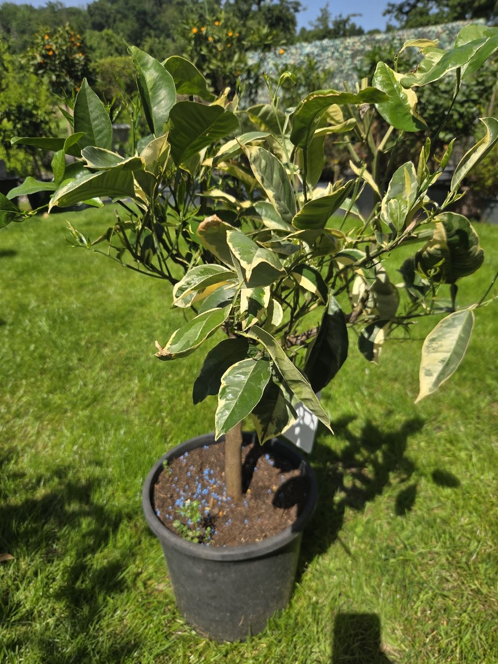 Piante & sementi: orangenbaum orange baum panaschiert zitrus – Usato da Unterlunkhofen venduto da tomnova 1