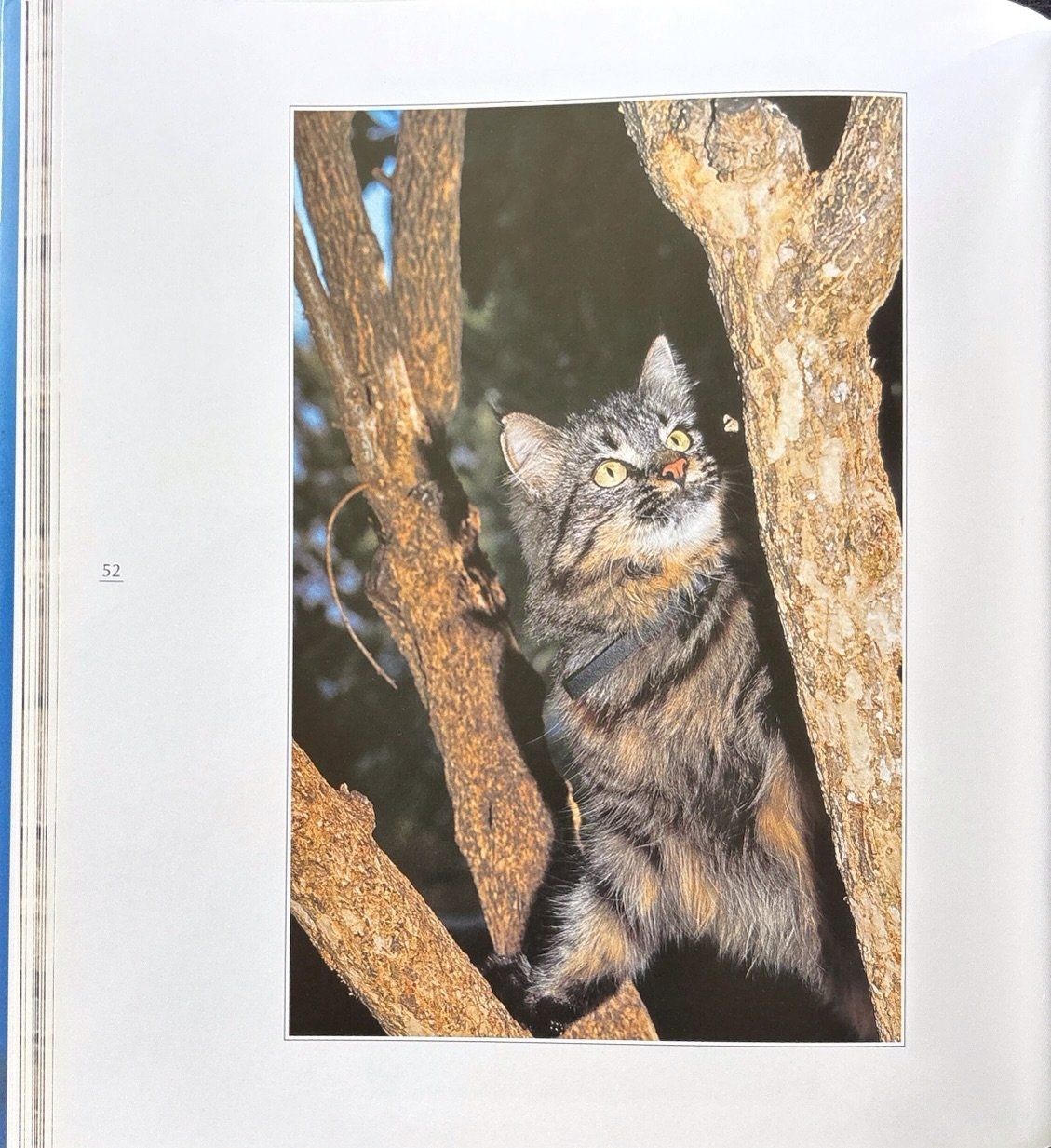 Libri: Sock Marianne, Anmutige Katzen – Nuovo (secondo la descrizione) da Sarnen venduto da Livres 7
