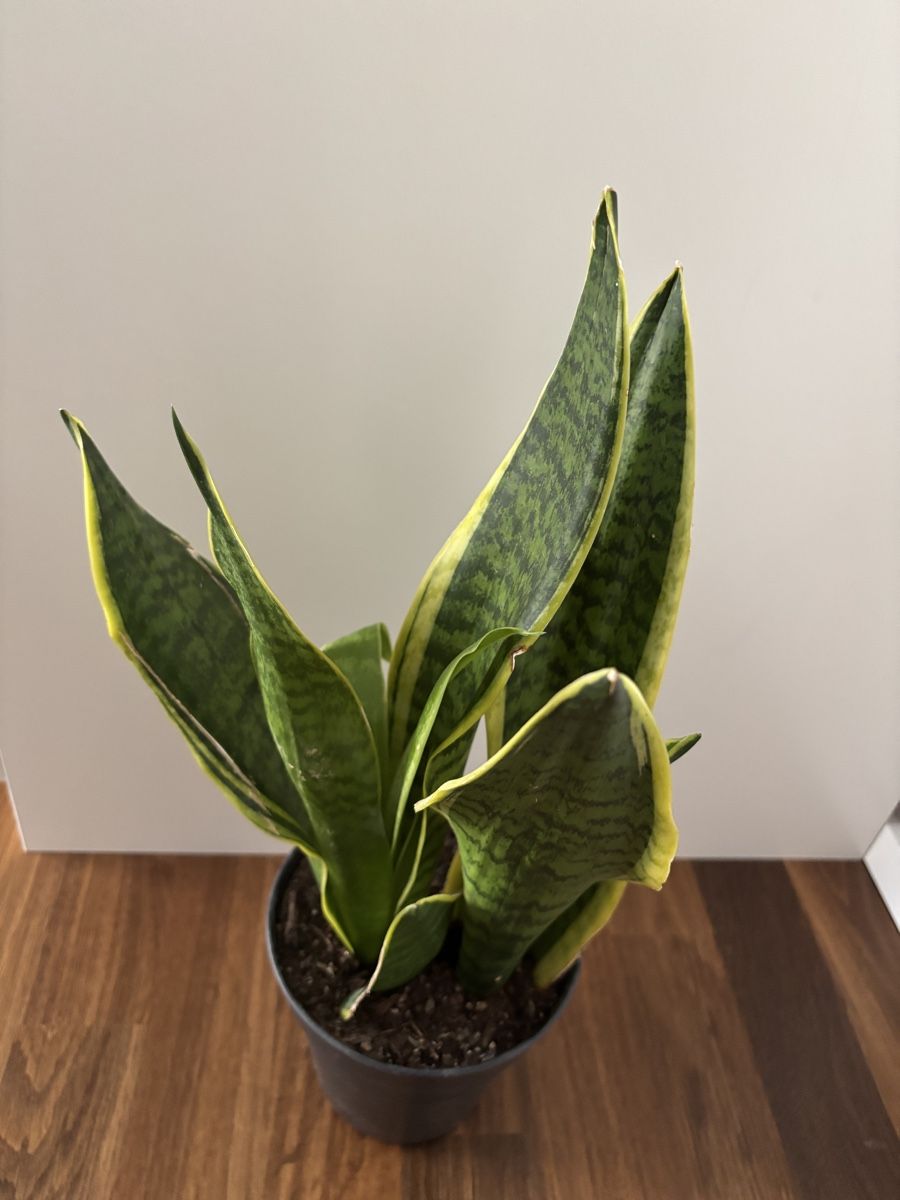 Piante & sementi: Pflanze Schwiegermutterzunge - Höhe ca. 48 cm – Usato da Zürich venduto da FedeSara 1
