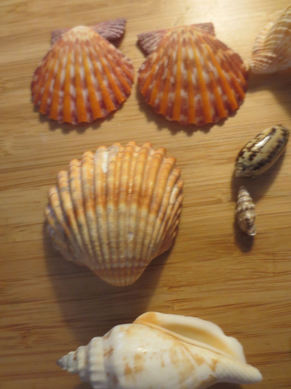 Fossili: Verschiedene Muscheln – Usato da Weier im Emmental venduto da waefler03 1