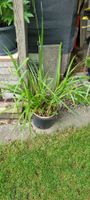 Grosser Ziergras-Topf für Garten & Balkon, Sommer-Deko 🌿...