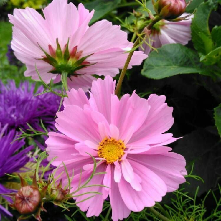 Piante & sementi: 50 Samen Cosmea FIZZY PINK – Usato da Ehrendingen venduto da VerveinaSamen 1