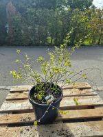 Nordische Zitrone «Cido» – essbare Früchte