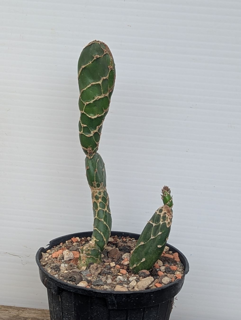 Piante & sementi: Opuntia reticulata "Cobra" – Usato da Comano venduto da che_8lc2