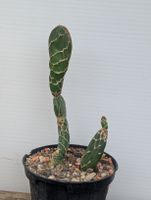 Opuntia reticulata "Cobra"