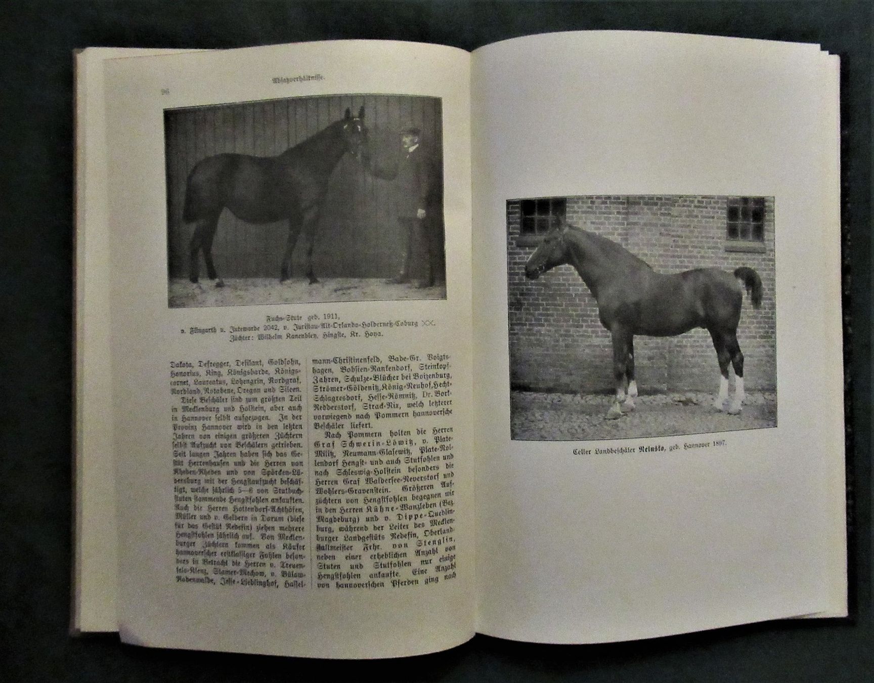Bücher: * Pferde Pferdezucht  Hannoveraner  Reiten – Gebraucht aus hedingen von kurattli01 4