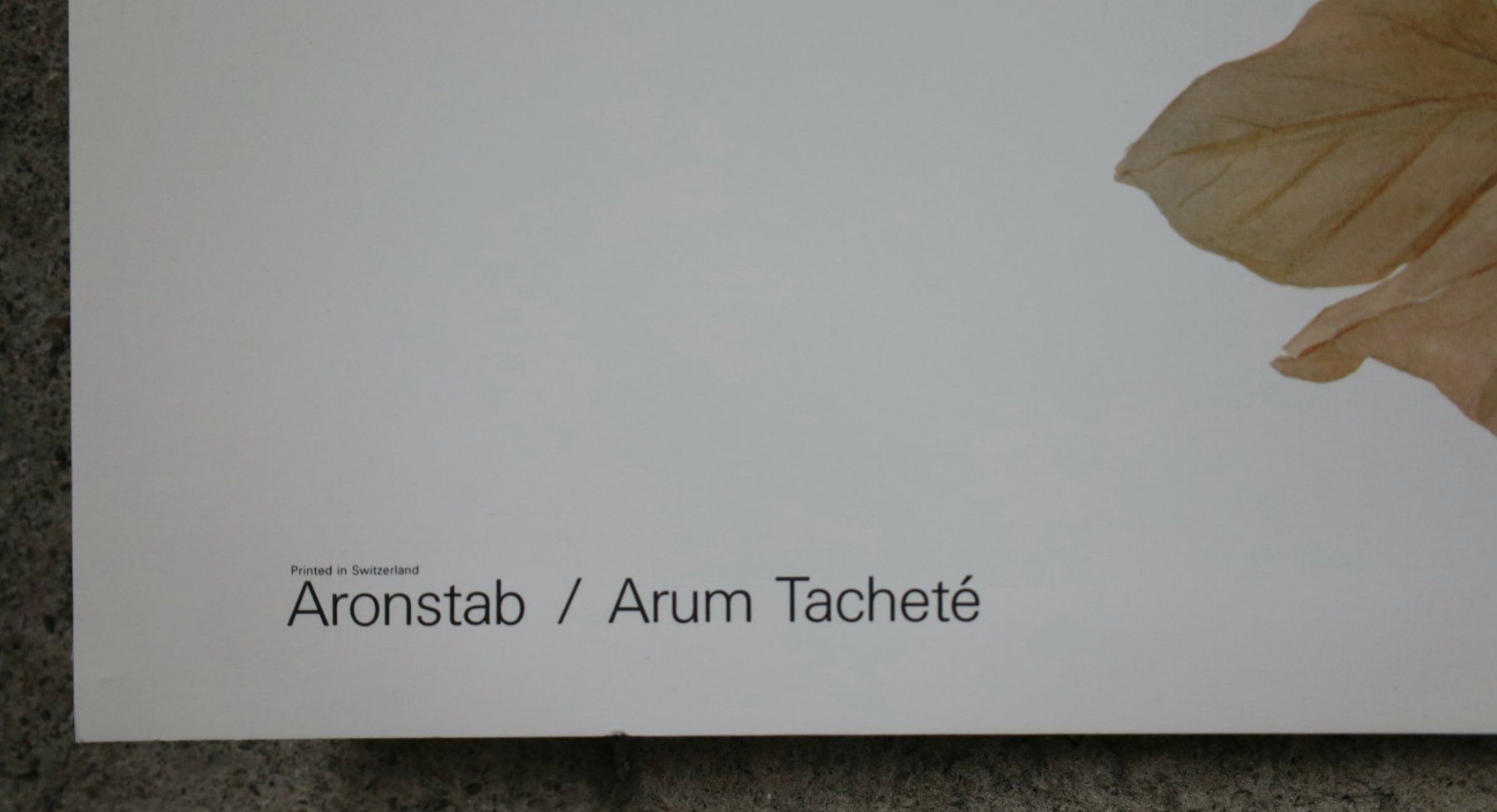 Foto & Immagini: Schulwandbild, Wandbild, Lehrbild "Aronstab" Marta Seitz – Usato da Birrwil venduto da brandschatz_birrwil 5