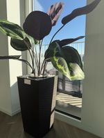 Künstliche Pflanze Calathea in Rattan Optik Topf braun