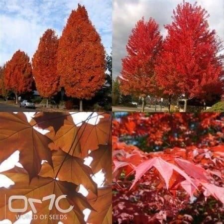 Piante & sementi: Erable rouge  ( acer rubrum )  20cm – Nuovo (secondo la descrizione) da Bremblens venduto da FIBONACCI369 1