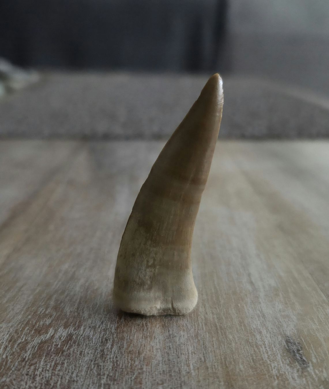 Fossili: Enchodus Libycus zahn 5,5 cm – Usato da Villmergen venduto da Ero77