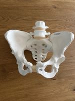 Anatomisches Beckenmodell 