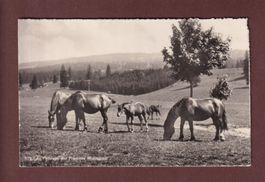 Au pâturage des FRANCHES MONTAGNES - Chevaux