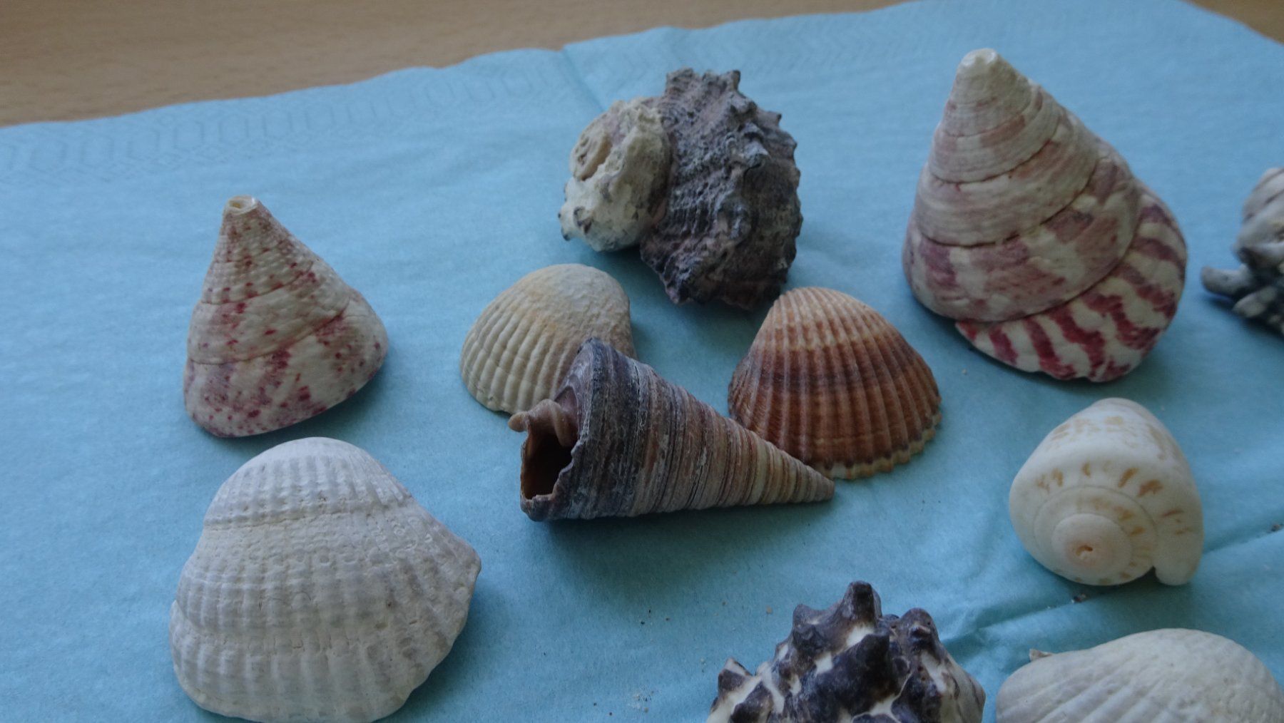 Tutte le decorazioni: Verschiedene wunderschöne Muscheln – Usato da Zürich venduto da blaumeisli62 2