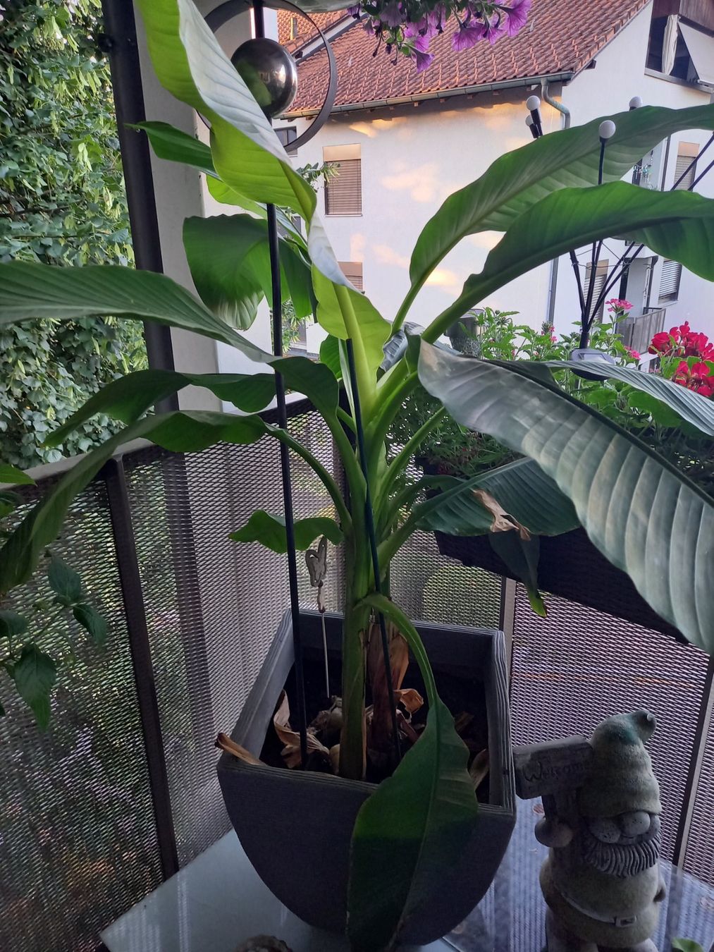 Pflanzen & Samen: Schöne grosse Bananenpflanze – Gebraucht aus Nesselnbach von rtirol 1