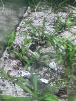 Raubturmdeckelschnecken (Anentome helena)