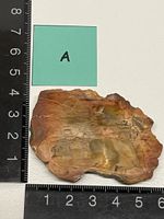 Heilstein / versteinertes Holz / Edelstein