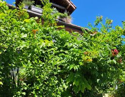 Trompetenblume – Campsis