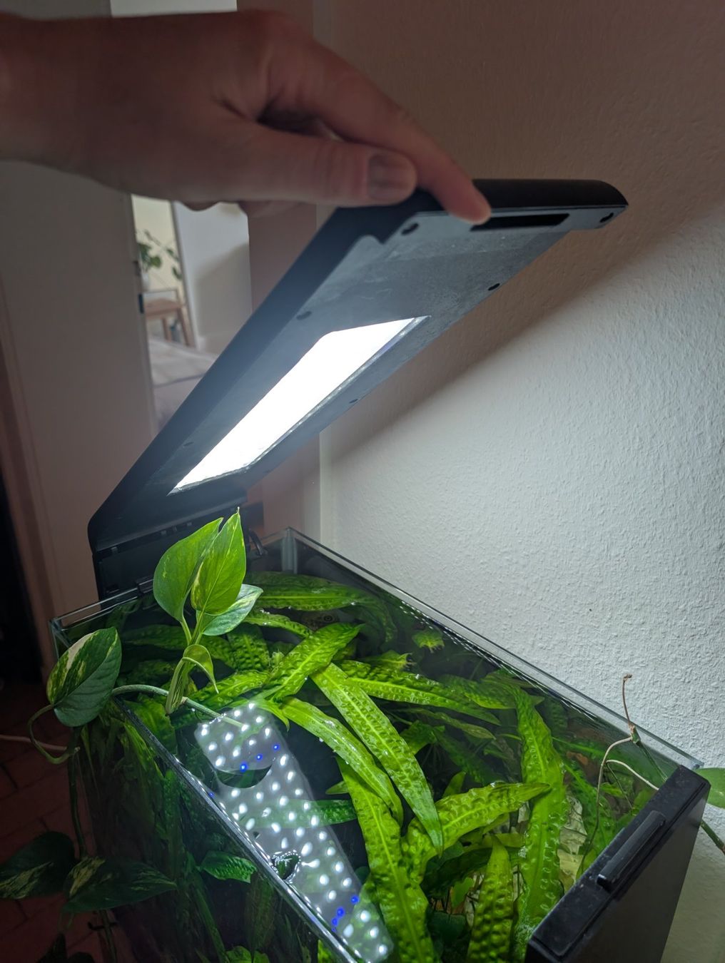 Amazonas Acquari: Amazonas World E-40 Aquarium 34L with LED light, upgraded fi – Usato da Zürich venduto da deb_n55g 5
