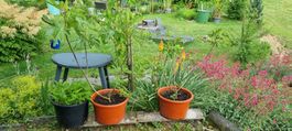 Feigenbaum  im Topf, ideal für den Garten!