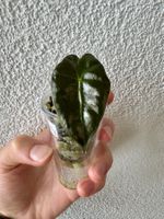 Alocasia Polly young plant 🌱