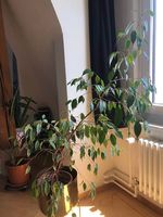 Ficus Benjamini,  1m hoch
