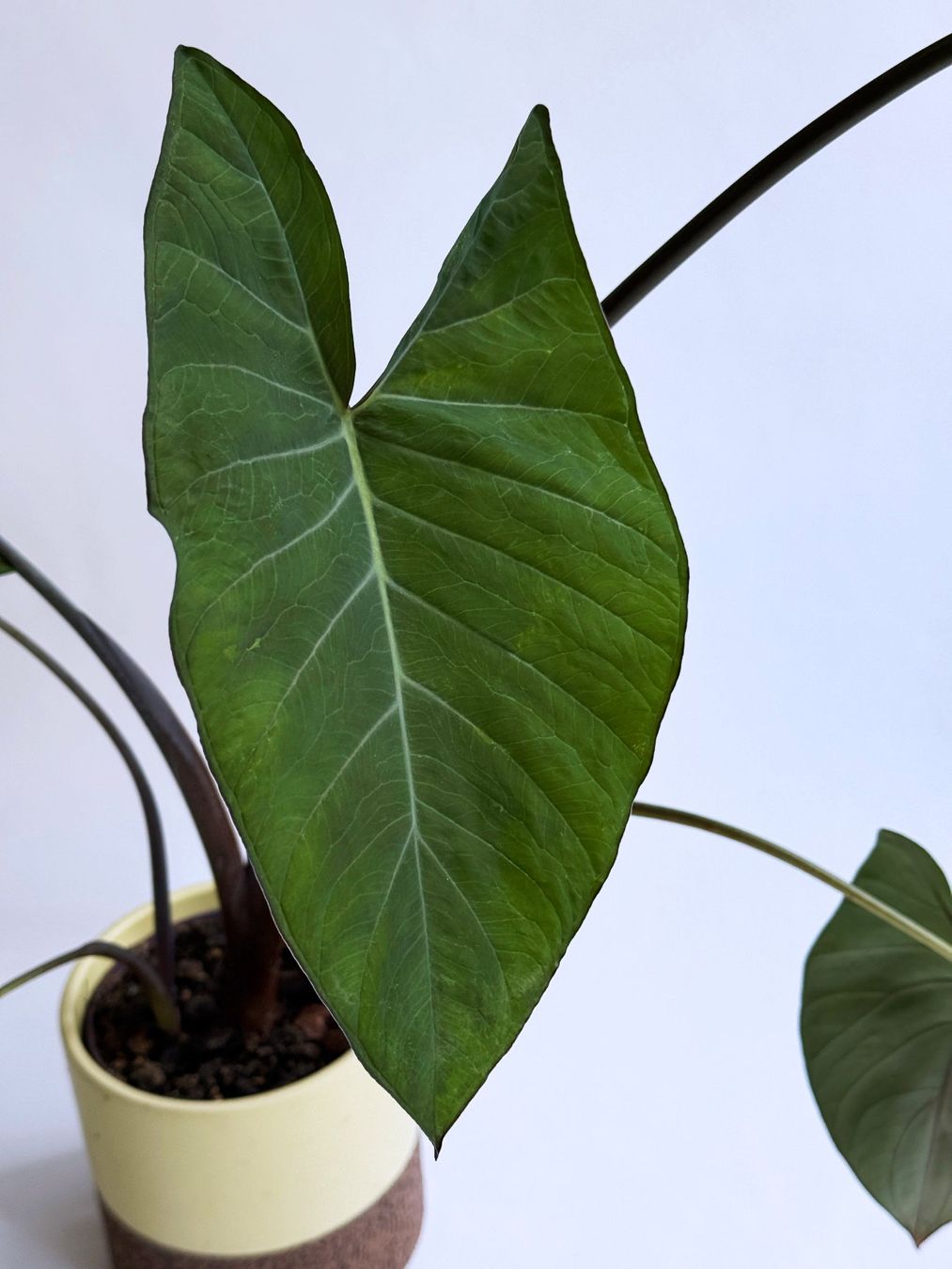 Pflanzen & Samen: COLOCASIA***ESCULENTA***** – Neu (gemäss Beschreibung) aus Dübendorf von Orchid18 1