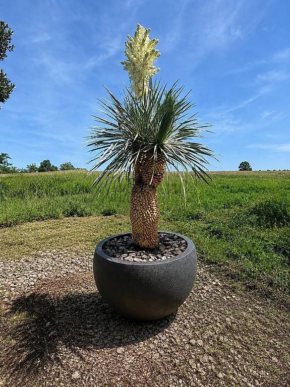Plantes & graines: Yucca Rostrata Doppelstamm mit Topf – D'occasion à Zuckenriet par Thur_Plant