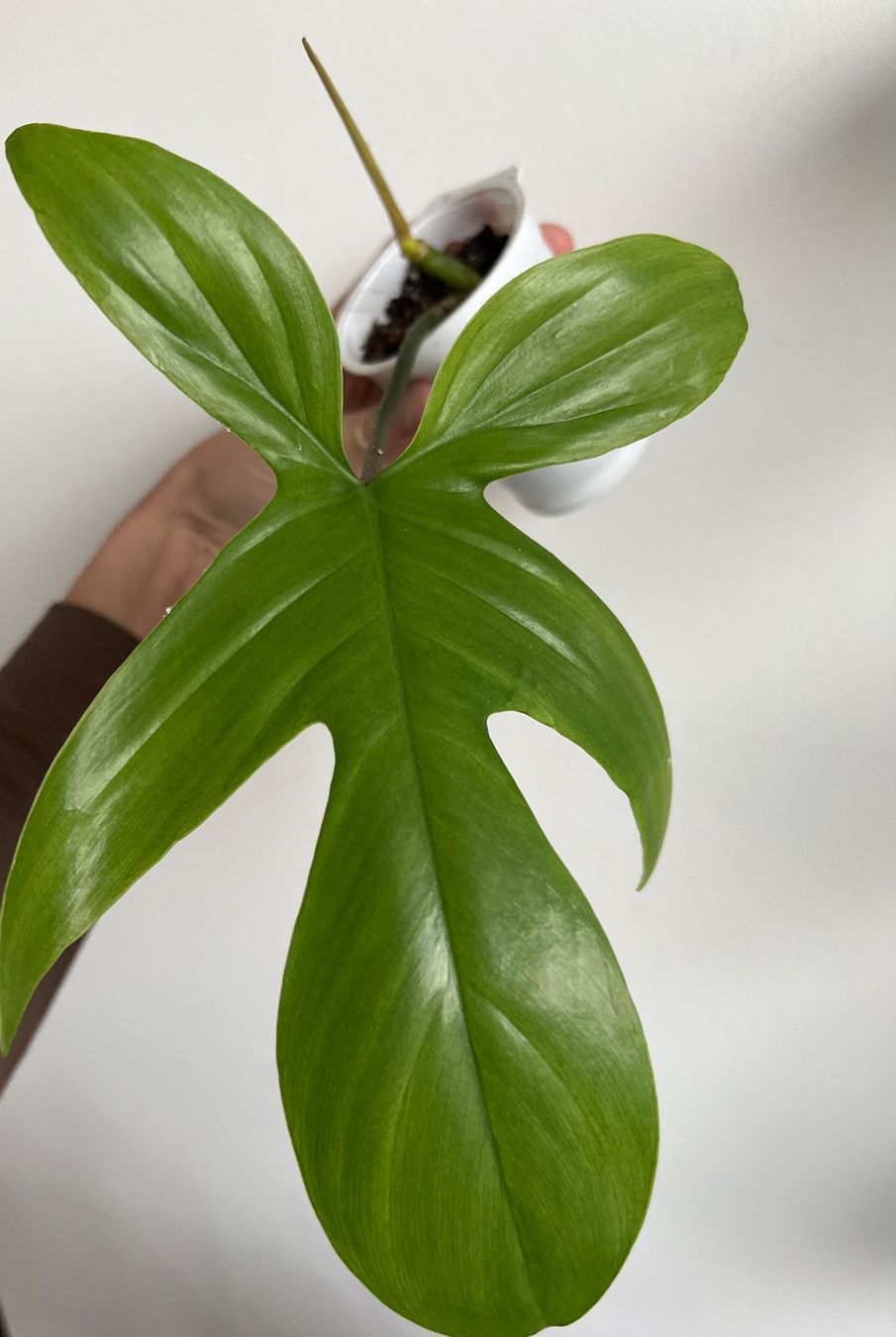 Piante & sementi: 🔥Philodendron Florida Ghost – Usato da Glattpark(Opfikon) venduto da ste_n99y 4