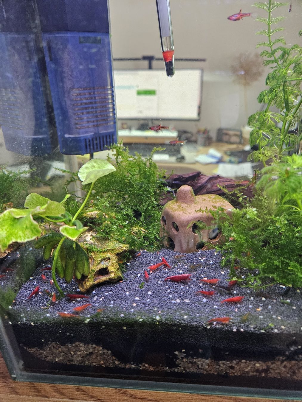 Tutte le decorazioni: Red Fire & Red Cherry Caridina – Usato da Klingnau venduto da Canep87