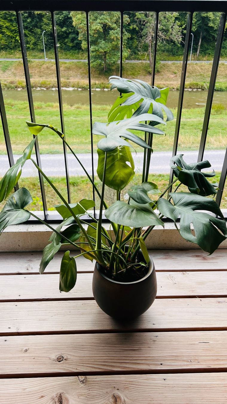 Piante & sementi: Monstera deliciosa - 85cm – Usato da Zürich venduto da fyhftw