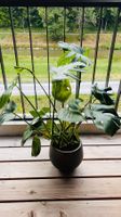 Monstera deliciosa - 85cm