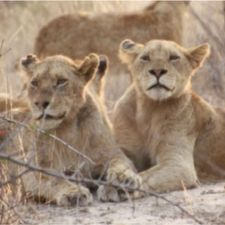 Profile image of 2Lions